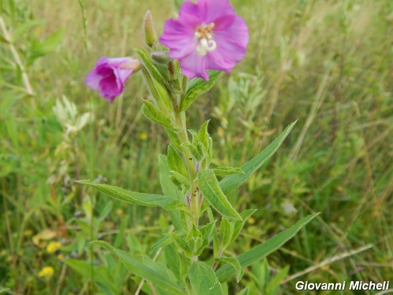 Epilobium hirsutum